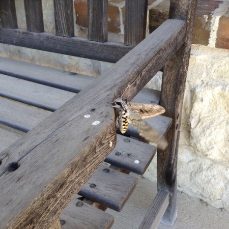 The side view of a moth on a wooden bench arm.