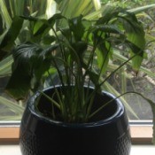 Identifying and Caring for a Houseplant