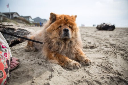 Honey (Chow Chow) - Honey on the sand