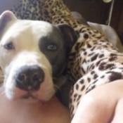 Is My Pit Full Blooded? - woman holding a puppy