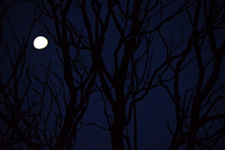 One Cold Wintry Night - very dark view of tree and night moon