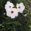 What Is This Garden Plant? - five petaled white flower with purple center