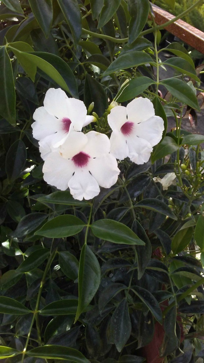 What Is This Garden Plant? ThriftyFun