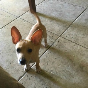 What Breed Is My Dog? - small tan dog with very large ears