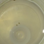 Identifying Tiny Biting Bugs - closeup of bugs in alcohol