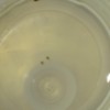 Identifying Tiny Biting Bugs - closeup of bugs in alcohol