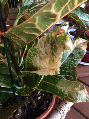 Croton Leaves Dry at the Tips and Yellowish