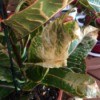 Croton Leaves Dry at the Tips and Yellowish