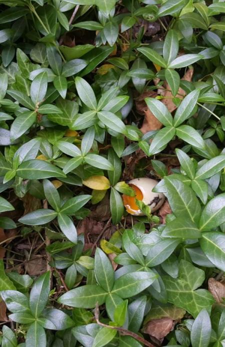 Will Duck Return to Nest If Some Eggs Destroyed?