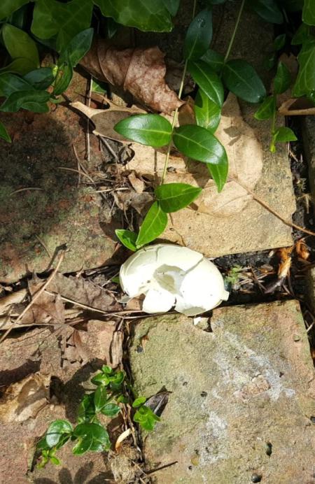 Will Duck Return to Nest If Some Eggs Destroyed?