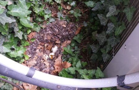 Will Duck Return to Nest If Some Eggs Destroyed?