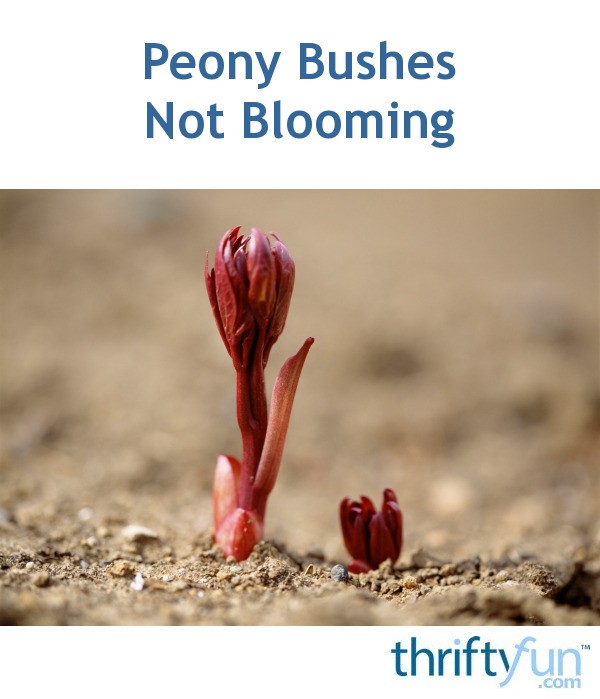 Peony Bushes Not Blooming? ThriftyFun