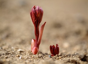 Peony Shoots