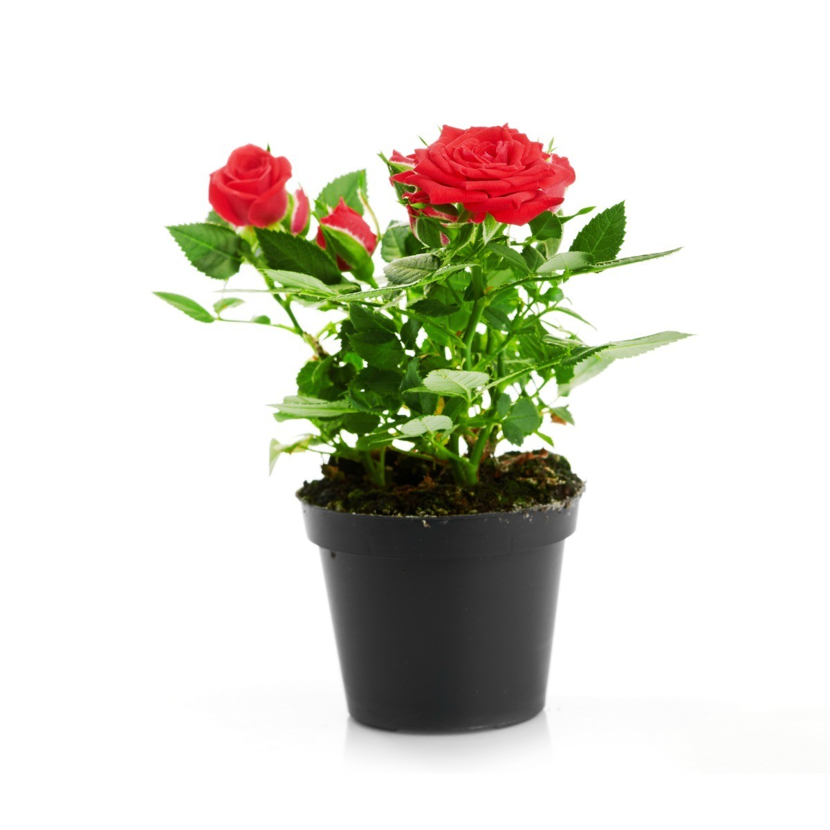 How often should you water an indoor rose plant
