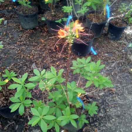 Take Photos When Visiting Plant  Nursery - plant with orange flowers