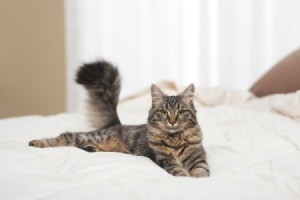 Cat on Bed
