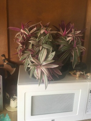 What Is This Houseplant? plant with variegated leaves
