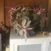What Is This Houseplant? plant with variegated leaves