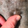 A blister on a dog's skin.