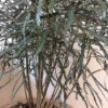 Identifying a House Plant - multi-stemmed plant with narrow dark green leaves