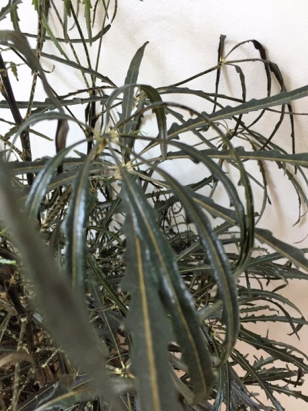 Identifying a House Plant