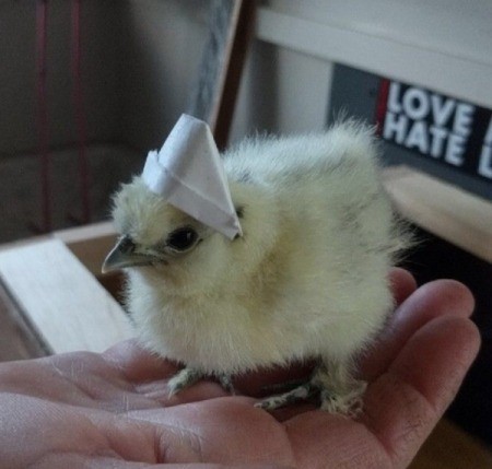Peeps (Silkie Chicken) - chick wearing a paper sailor hat