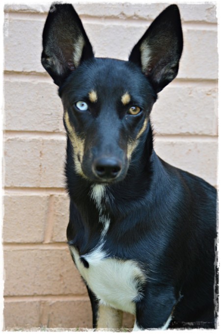 Bambi (Border Collie Cross) - black dog with one blue eye and one brown one