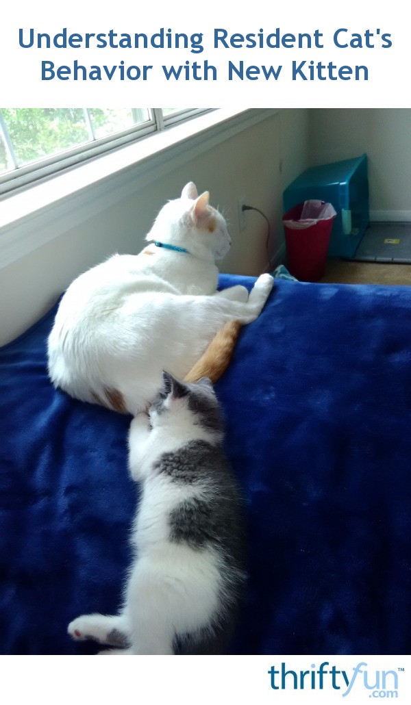 Understanding Resident Cat's Behavior with New Kitten? ThriftyFun