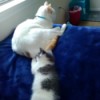 Understanding Resident Cat's Behavior with New Kitten - adult cat with kitten