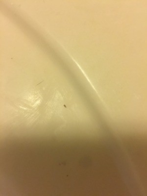 Tiny Black and White Biting Bugs - tiny bug