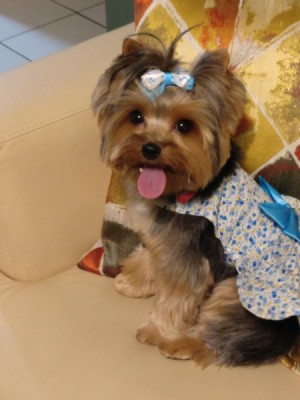 Dog Won't Pee on Piddle Pad After Pooping - Yorkie wearing a bow in her hair