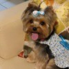 Dog Won't Pee on Piddle Pad After Pooping - Yorkie wearing a bow in her hair