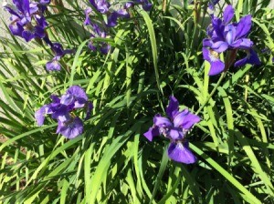 Growing Widow's Tears - purple flowers
