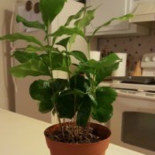 What Is This Houseplant?