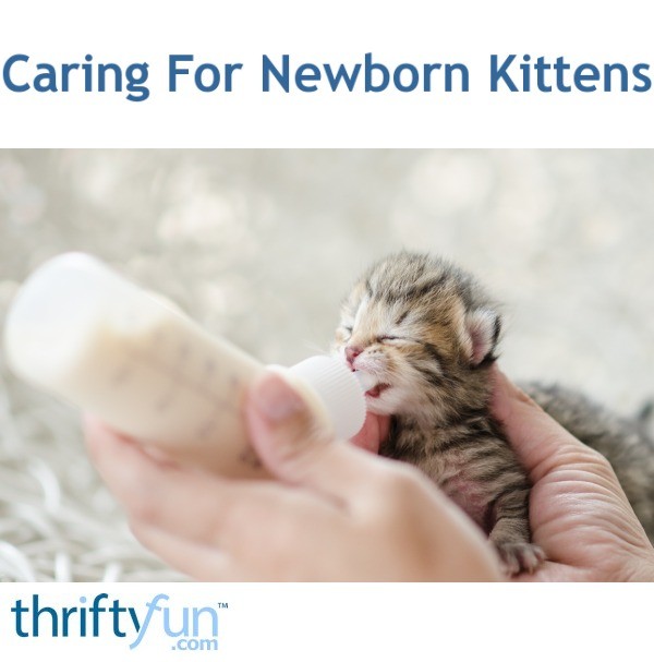 Caring For Newborn Kittens ThriftyFun