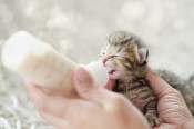 Caring For Newborn Kittens - newborn kitten being fed from a bottle