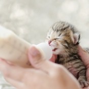 Caring For Newborn Kittens - newborn kitten being fed from a bottle