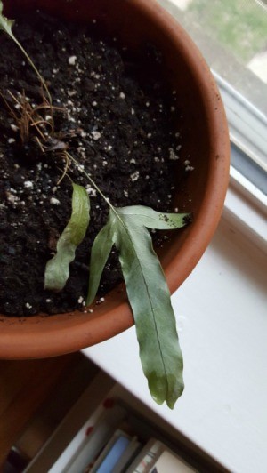 Identifying a Houseplant - perhaps a fern