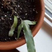 Identifying a Houseplant - perhaps a fern