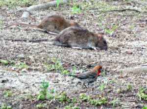 Rats next to a bird in a yard.