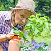 Woman Spraying Insecticide on plants