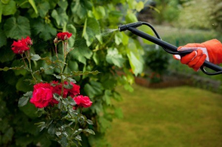 Organic Pesticides Being Sprayed on Rose