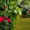 Organic Pesticides Being Sprayed on Rose