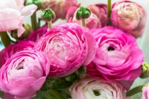 Pink Ranunculus