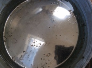 Identifying Flying Insects Found Dead in Dog's Water Bowl - insects floating in bowl
