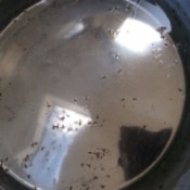 Identifying Flying Insects Found Dead in Dog's Water Bowl - insects floating in bowl