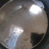 Identifying Flying Insects Found Dead in Dog's Water Bowl - insects floating in bowl