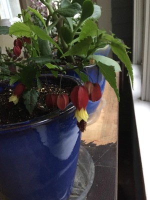 What Is This Houseplant? plant with red topped yellow flowers with seeds that hang down
