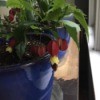 What Is This Houseplant? plant with red topped yellow flowers with seeds that hang down