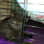 Black Kitten - kitten in crate